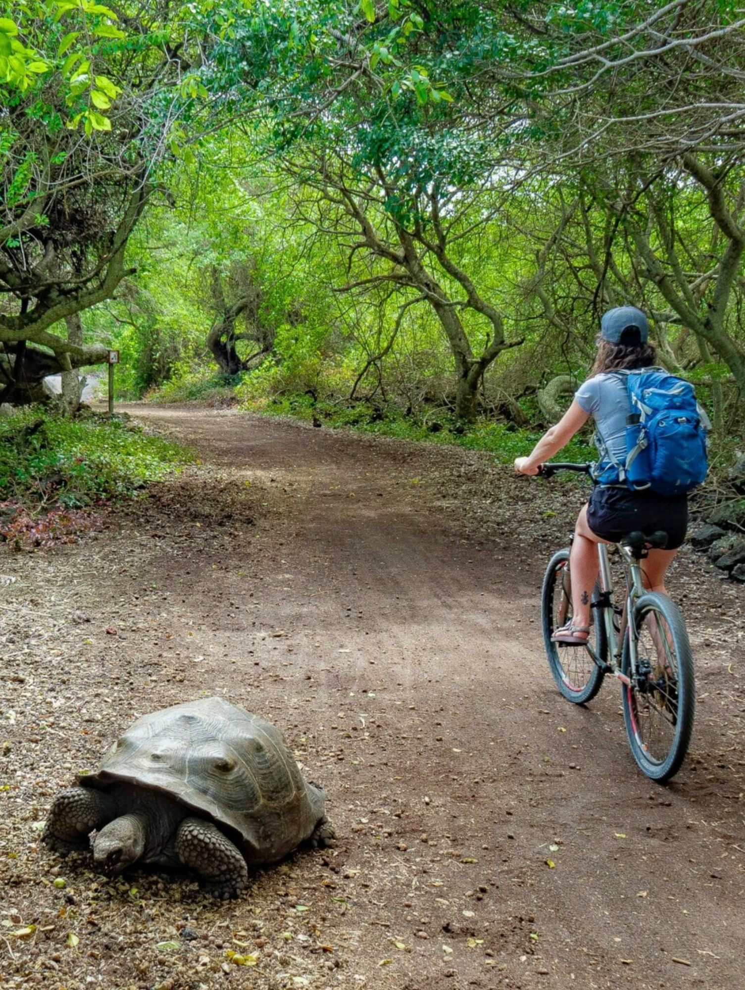 Bike Rental
