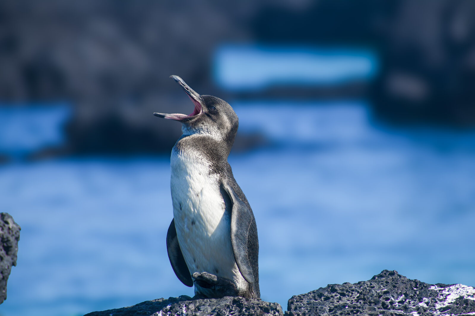 Galapagos penguin on the rocks of Isabela